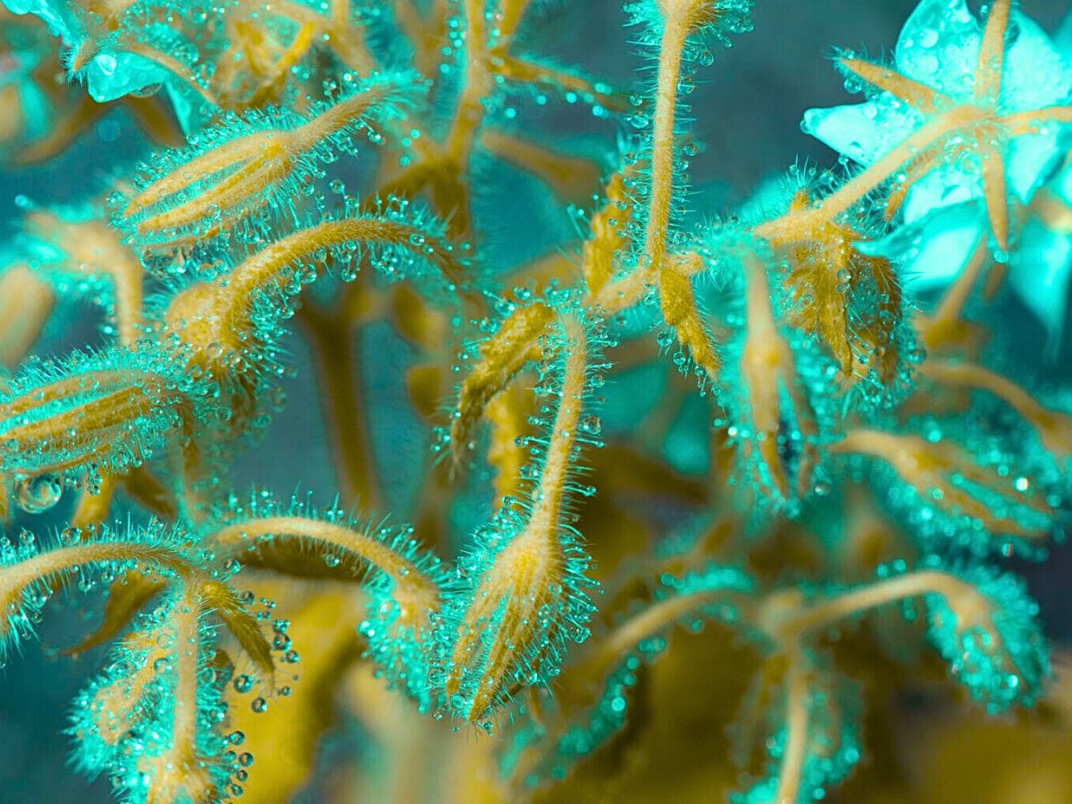 Green fluorescent plants with water droplets