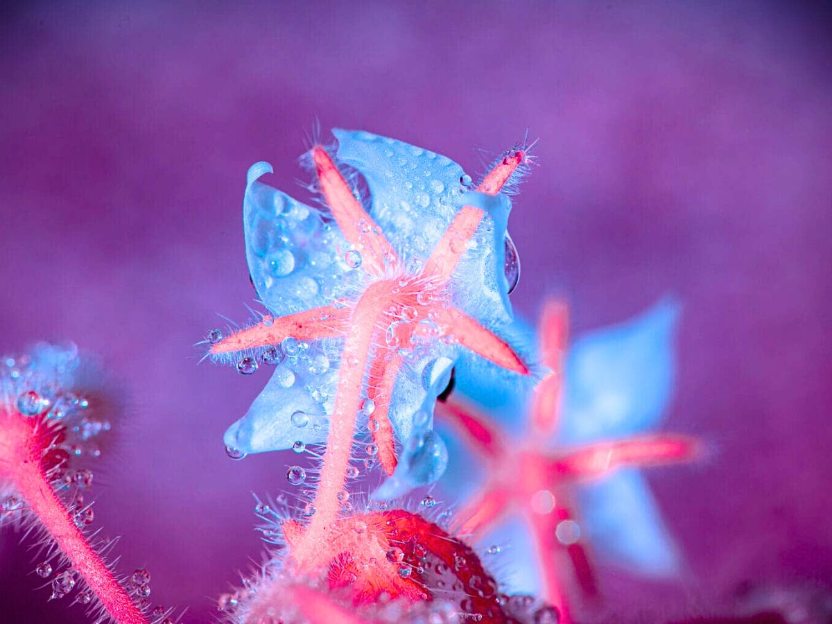 Pink and blue fluorescent plants Pink and blue fluorescent plants
