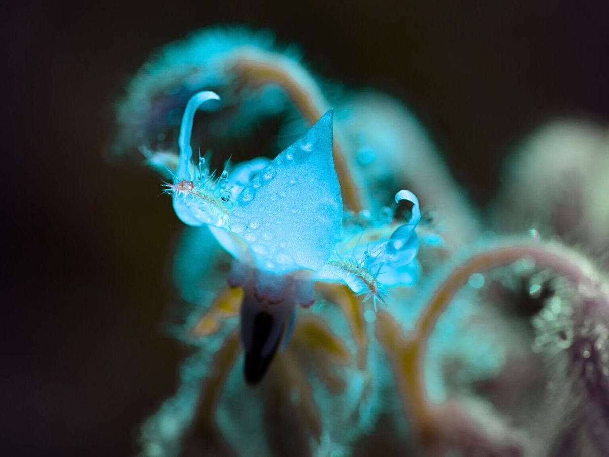 Turquoise leafy petal with droplets