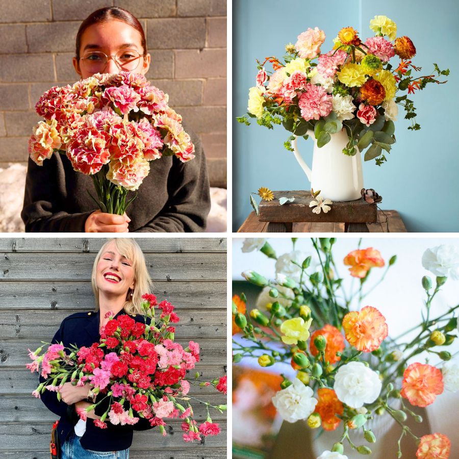Different carnation colors for Mothers Day Different carnation colors for Mothers Day