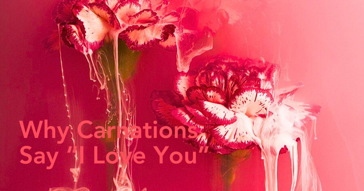 Mother's Day carnations in pinkish colors