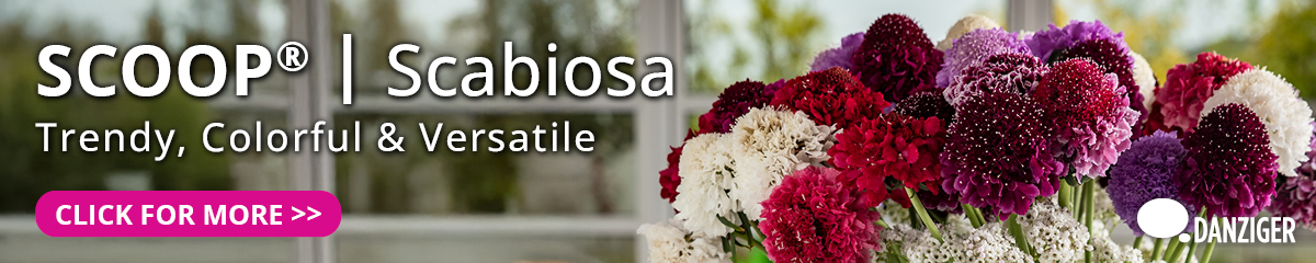 Scoop Scabiosa Danziger Banner