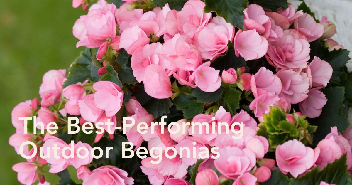 Outdoor begonias by Koppe Begonia
