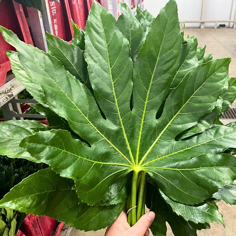 Aralia Improving Sustainable Wild Foliage Harvesting