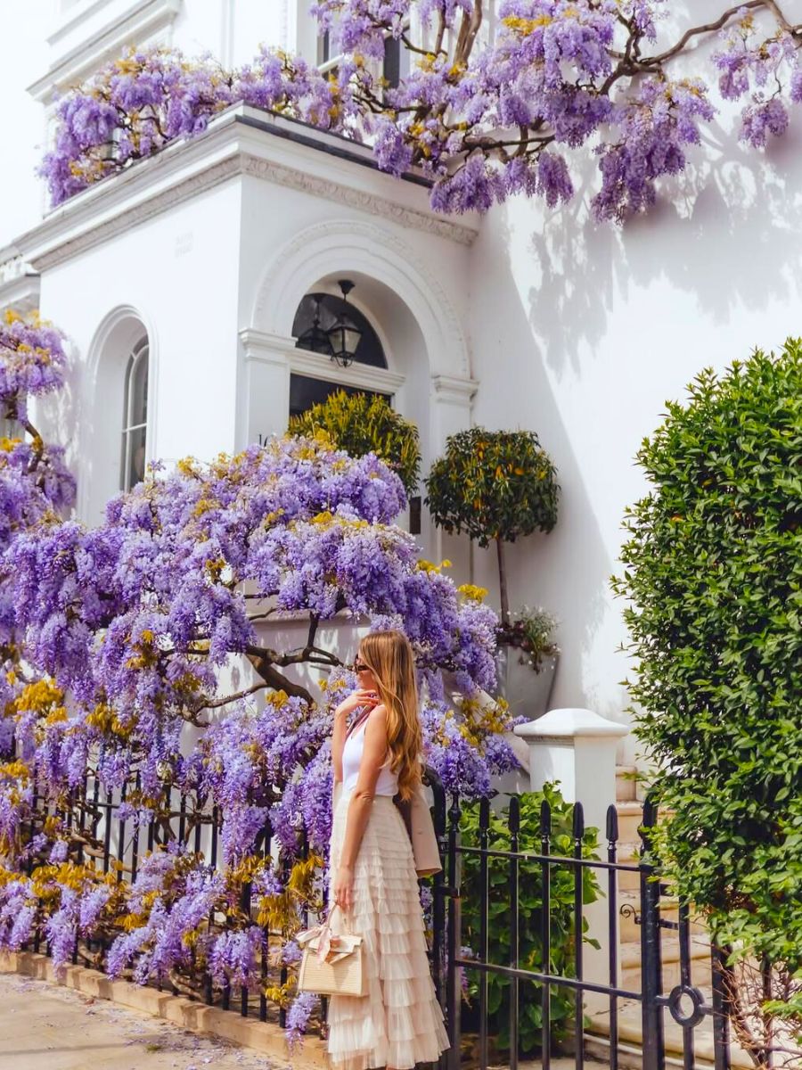 Wisteria spots in London