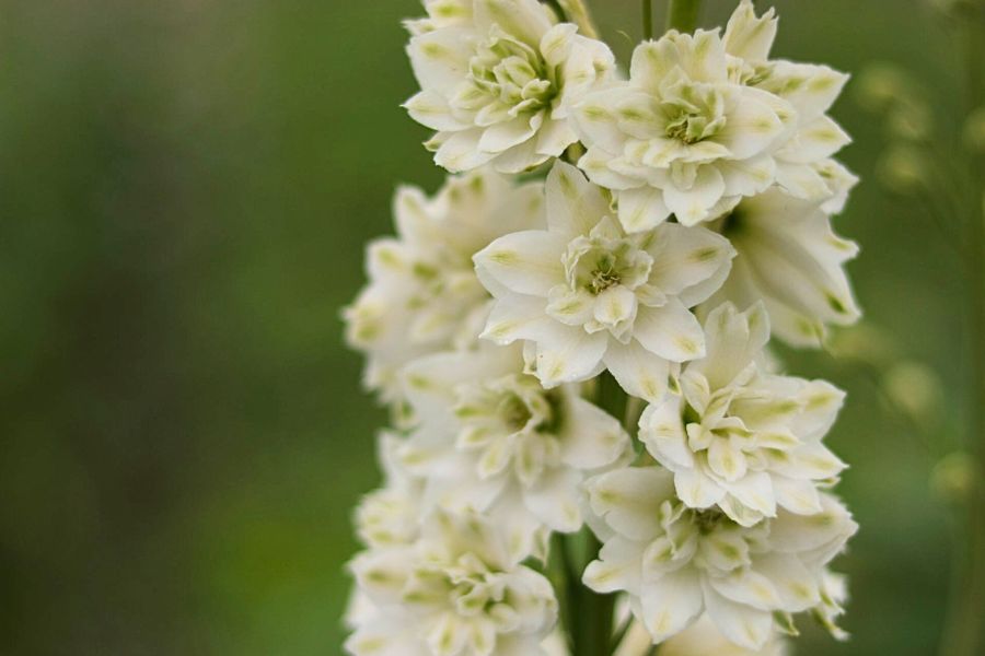 Delphinium Kissi ®White Kermit by Westendorp Delphinium Kissi ®White Kermit by Westendorp
