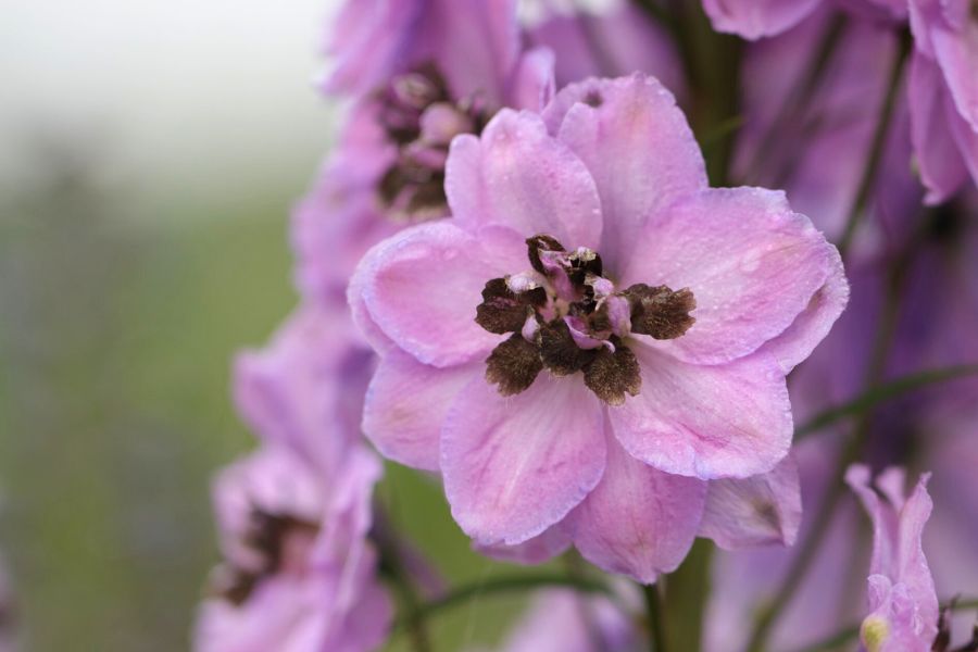 Delphinium Kissi Fuchsia Flash Delphinium Kissi Fuchsia Flash