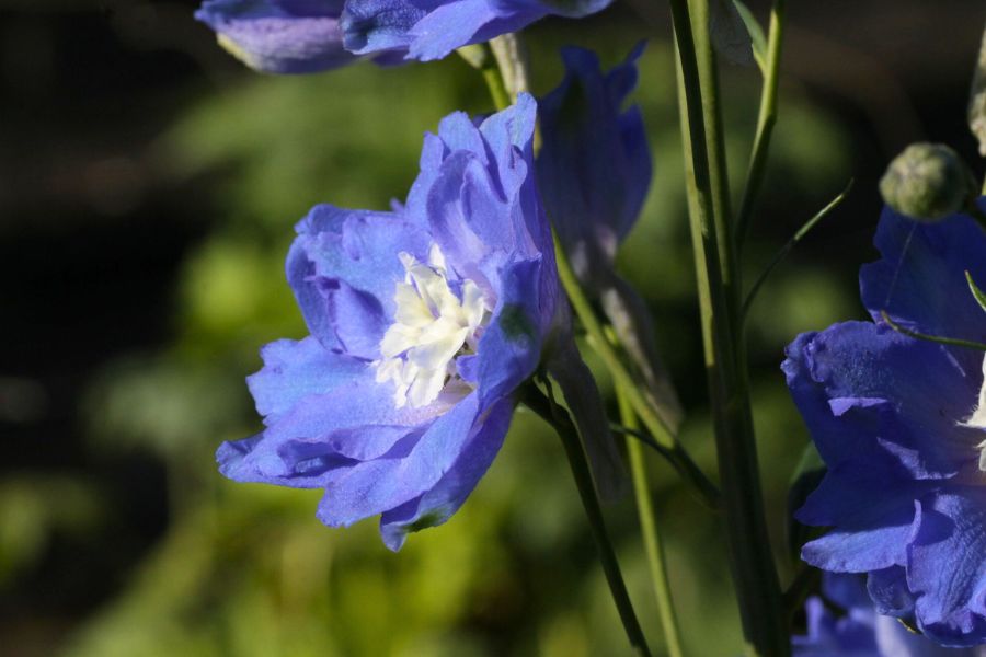 Delphinium Kissi Ocean Blue by Westendorp Delphinium Kissi Ocean Blue by Westendorp