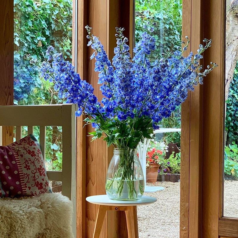 Delphinium Kissi Ocean Blue Delphinium Kissi Ocean Blue