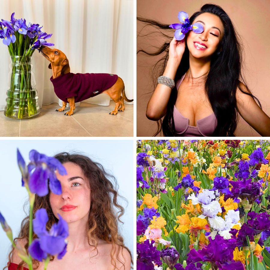 A mix of purple and colorful iris flowers A mix of purple and colorful iris flowers