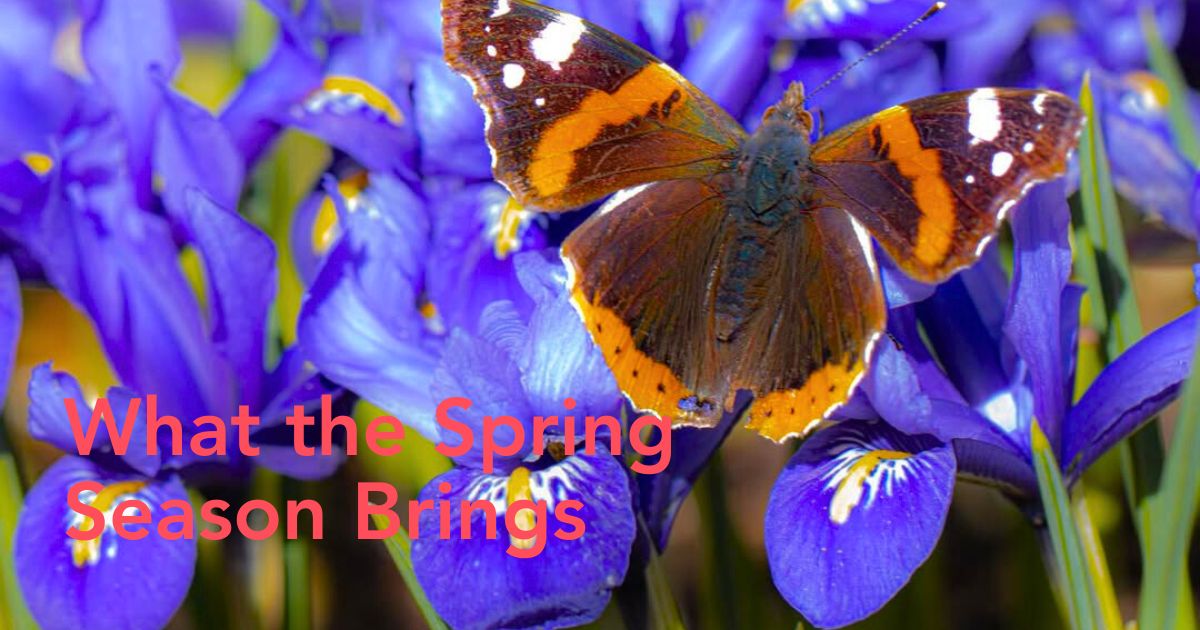 National Iris Day celebration