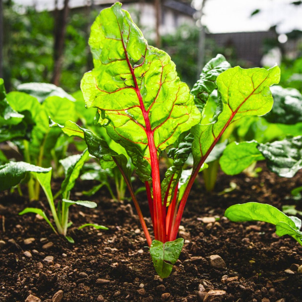 A bright green leafy plant A bright green leafy plant