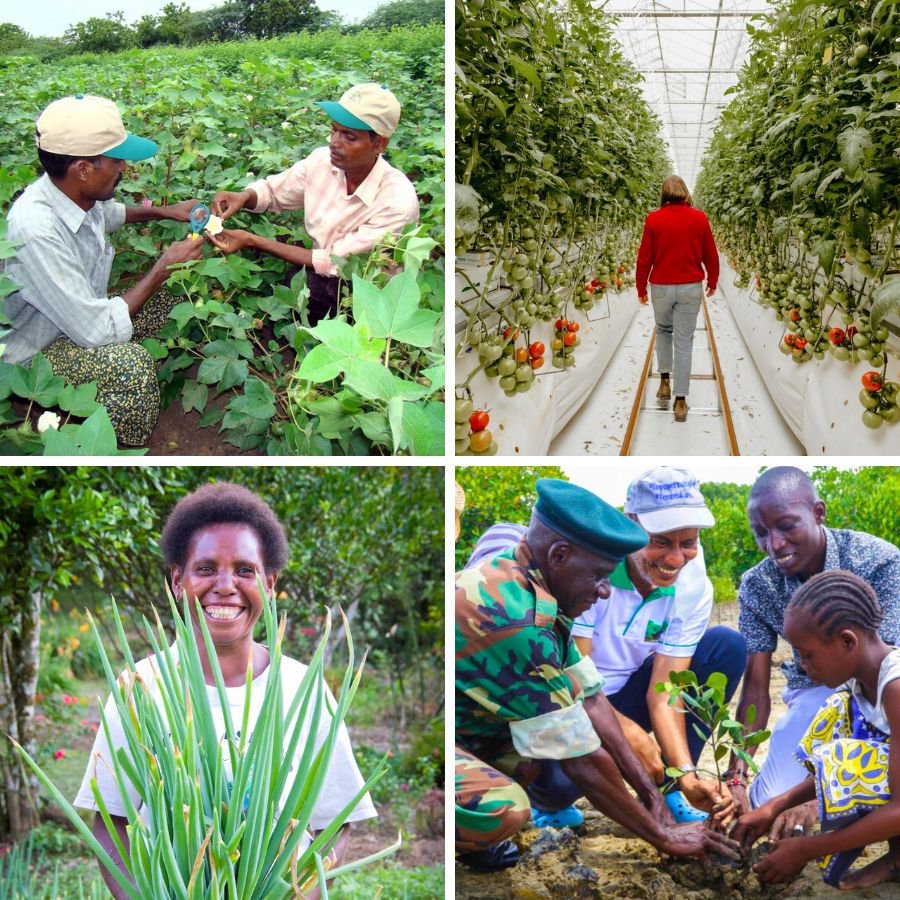 International Day of Plant Health International Day of Plant Health