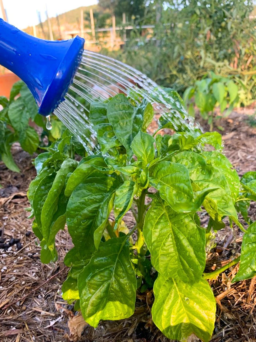 Watering plants to give them life Watering plants to give them life