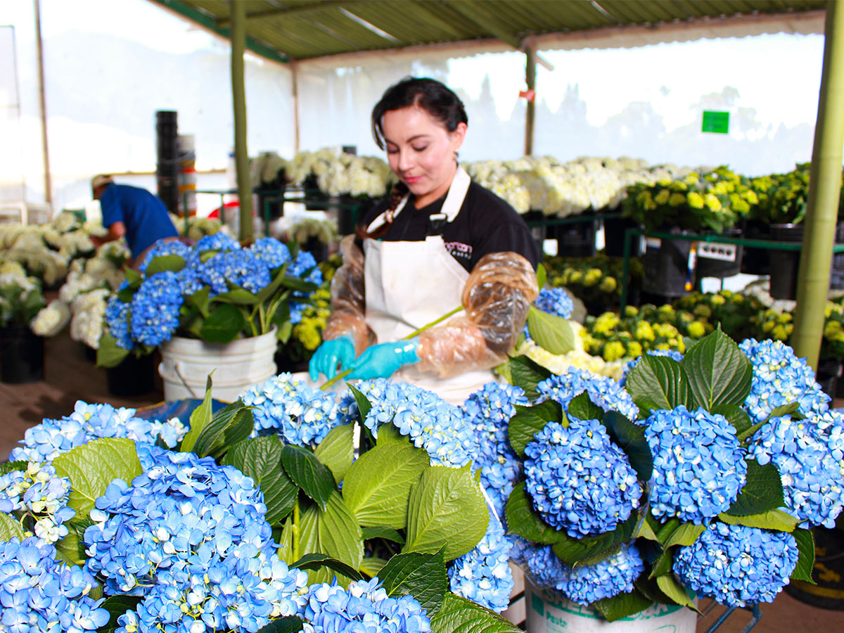 IPD Procurement Trip Colombia American Flowers