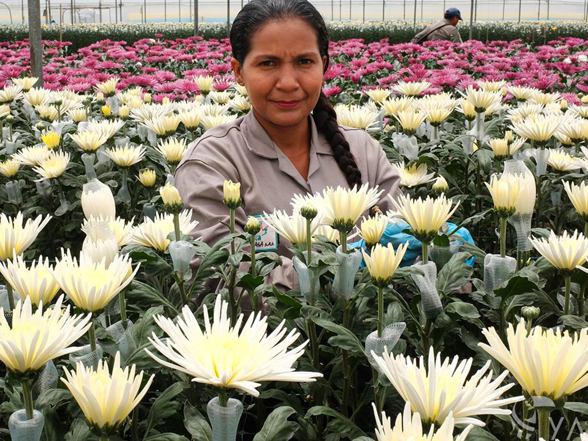 IPD Procurement Trip Colombia Yasa Chrysanthemum