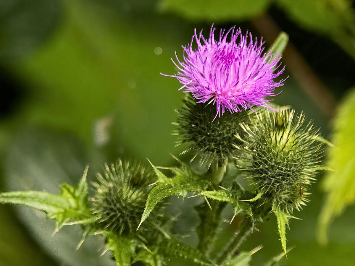 Thistle Improving Sustainable Wild Foliage Harvesting