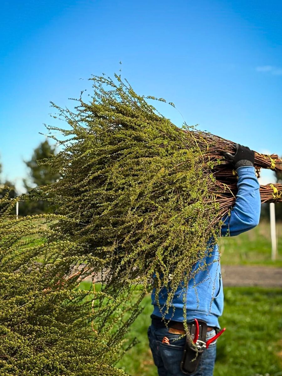 Floral foliage Improving Sustainable Wild Foliage Harvesting