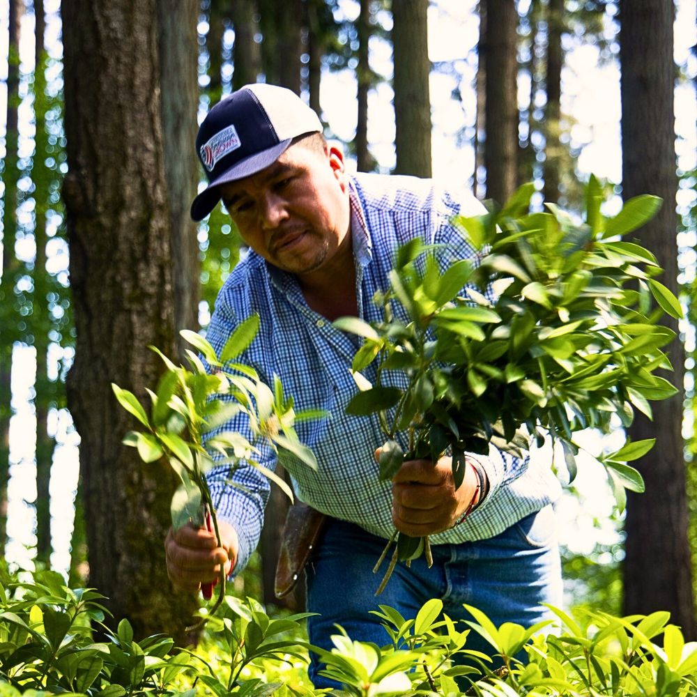 Floral foliage Improving Sustainable Wild Foliage Harvesting