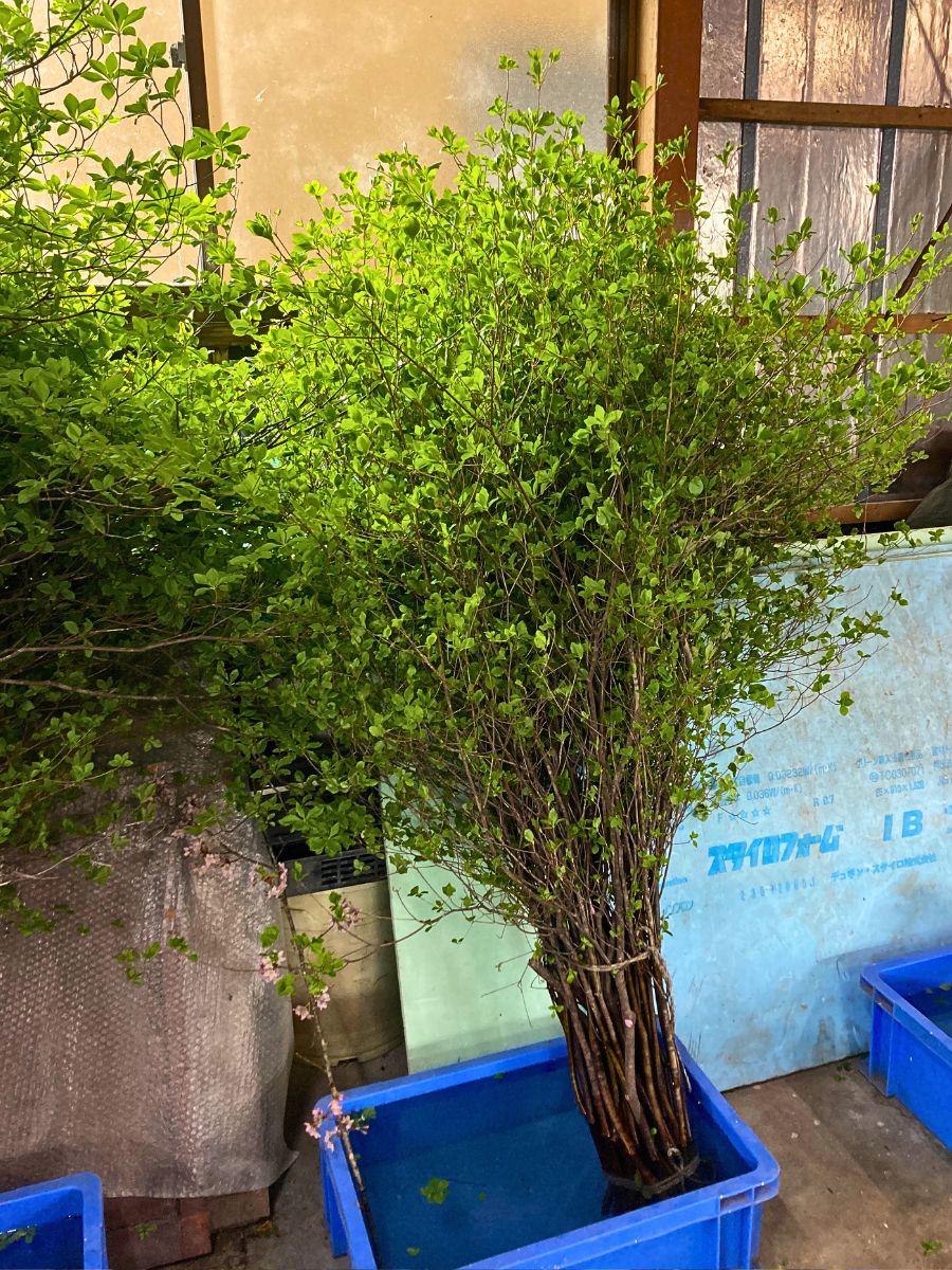 Floral foliage Improving Sustainable Wild Foliage Harvesting
