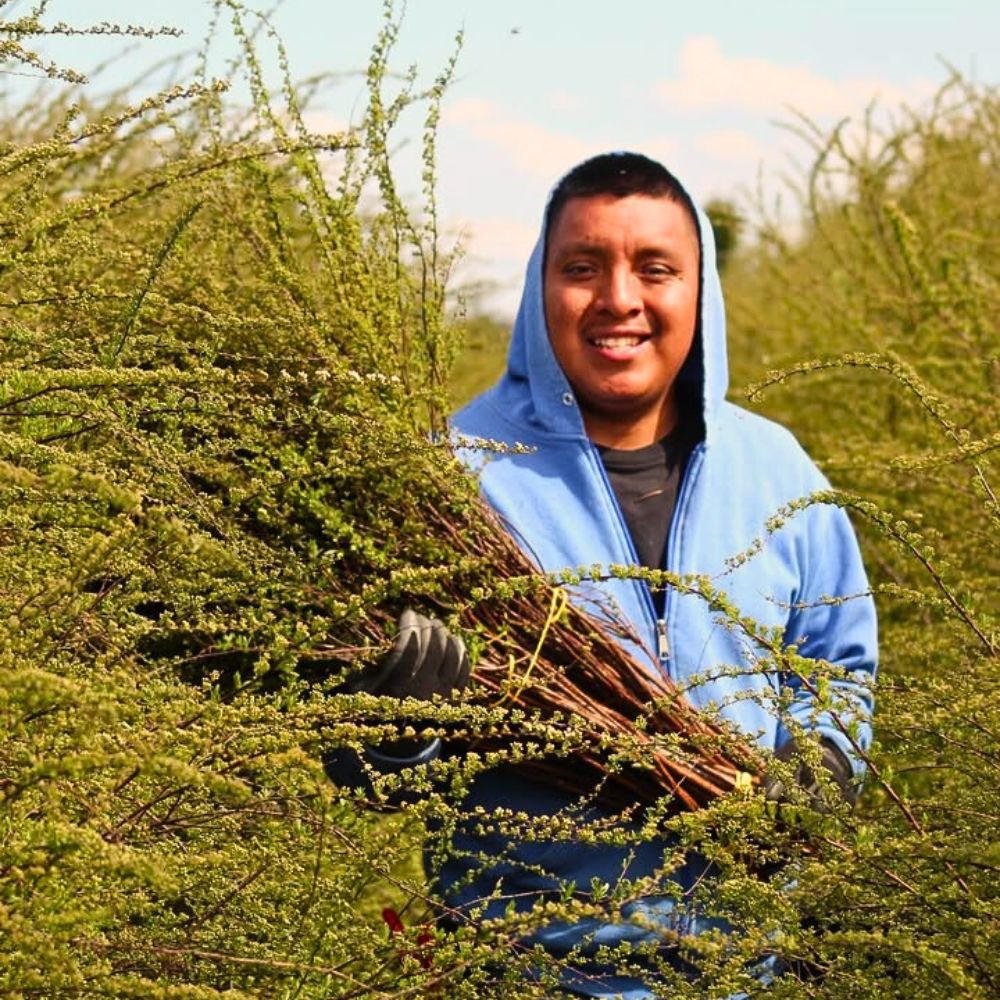 Improving Sustainable Wild Foliage Harvesting