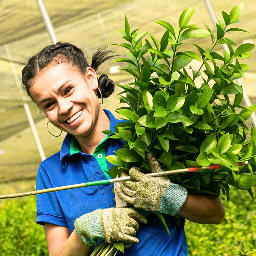 Ruscus Improving Sustainable Wild Foliage Harvesting