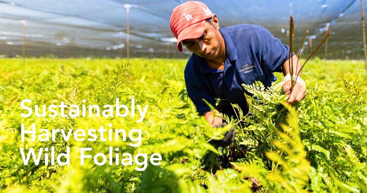 Improving Sustainable Wild Foliage Harvesting