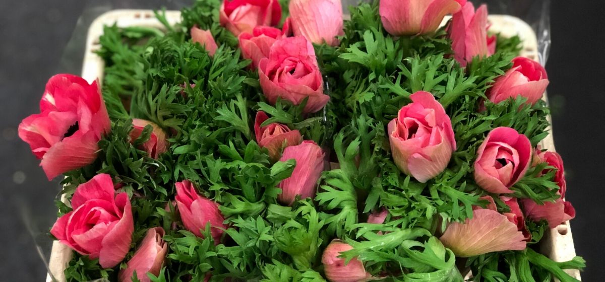 Week 8 Anemone Marianne Pink - Cut Flowers - on Thursd for Peter's weekly Menu