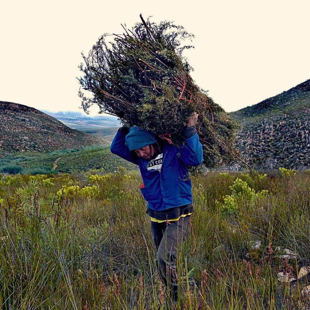 Harvesting honeybush Improving Sustainable Wild Foliage Harvesting
