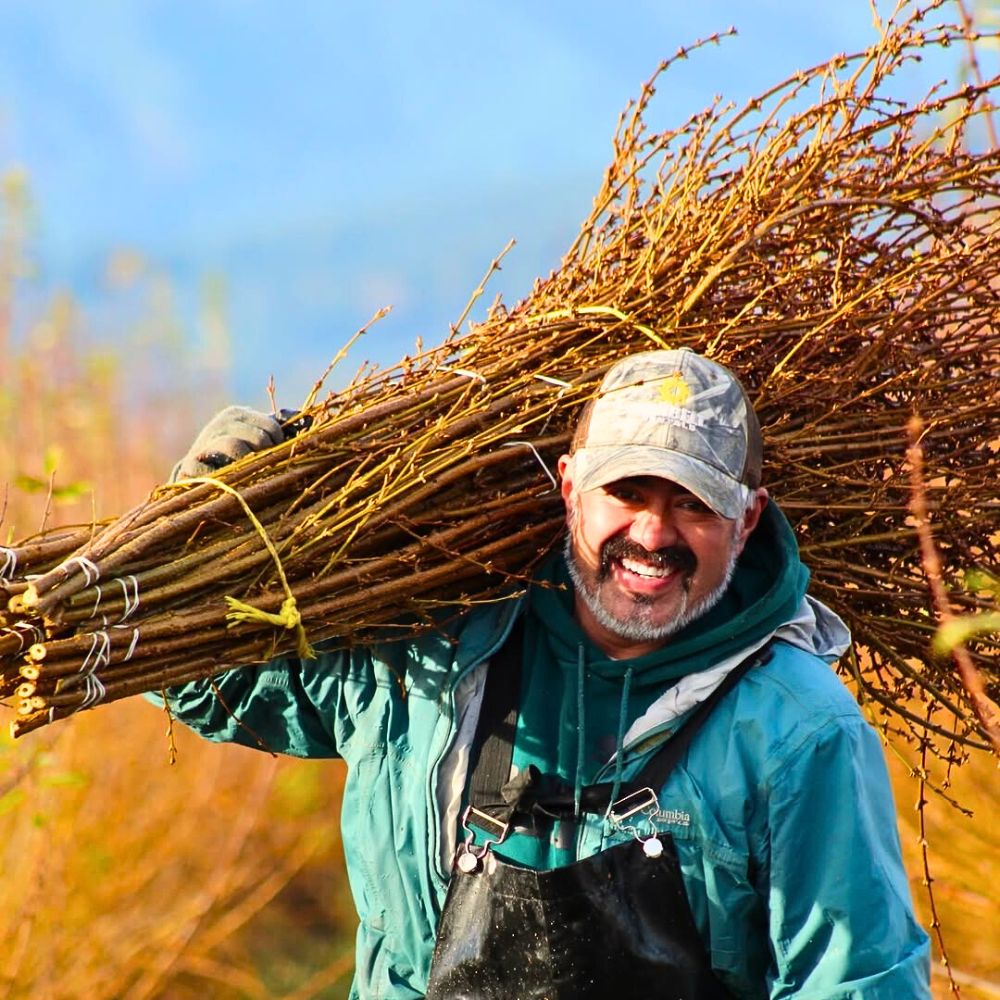 Forsythia Improving Sustainable Wild Foliage Harvesting