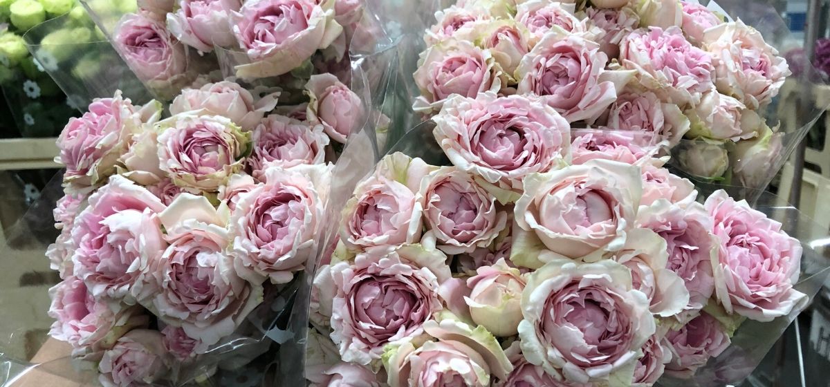 Week 8 Rose Candy Flow - Cut Flowers - on Thursd for Peter's weekly Menu