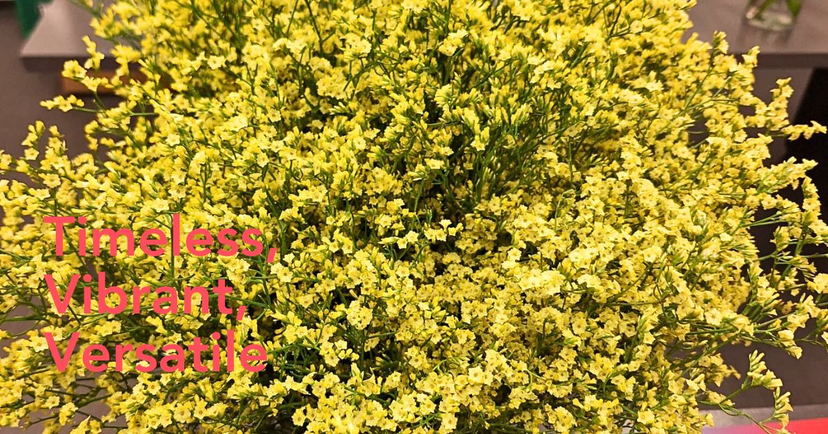 Limonium China Summer