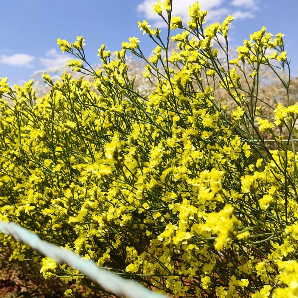 Limonium China Summer