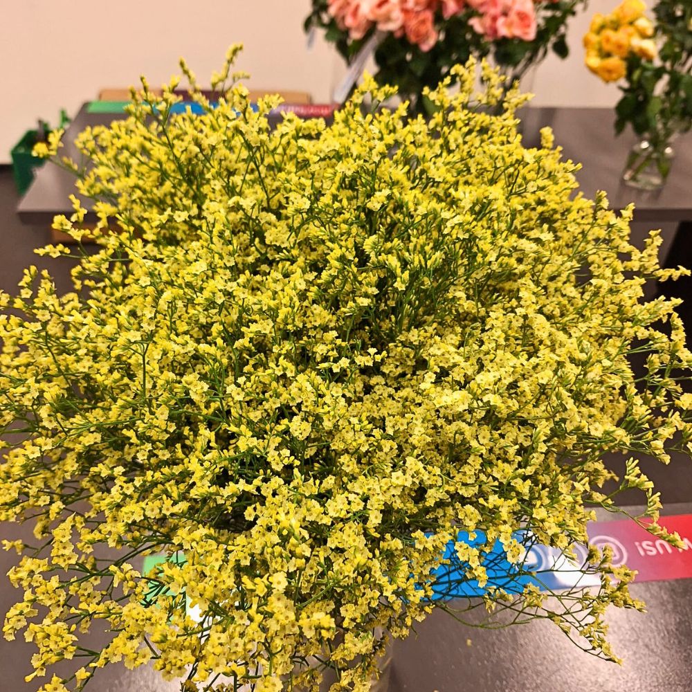Limonium China Summer
