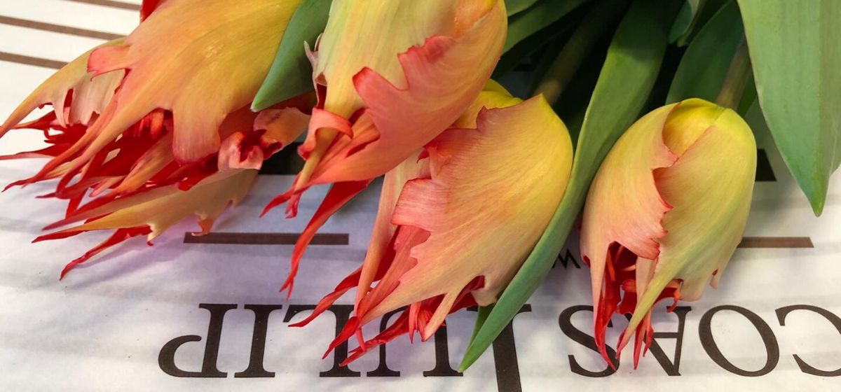 Week 8 Tulipa Leo from Coas Tulips - Cut Flowers - on Thursd for Peter's weekly Menu