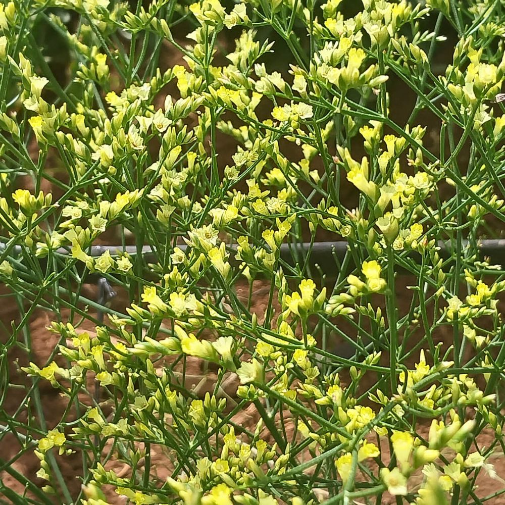 Limonium China Summer
