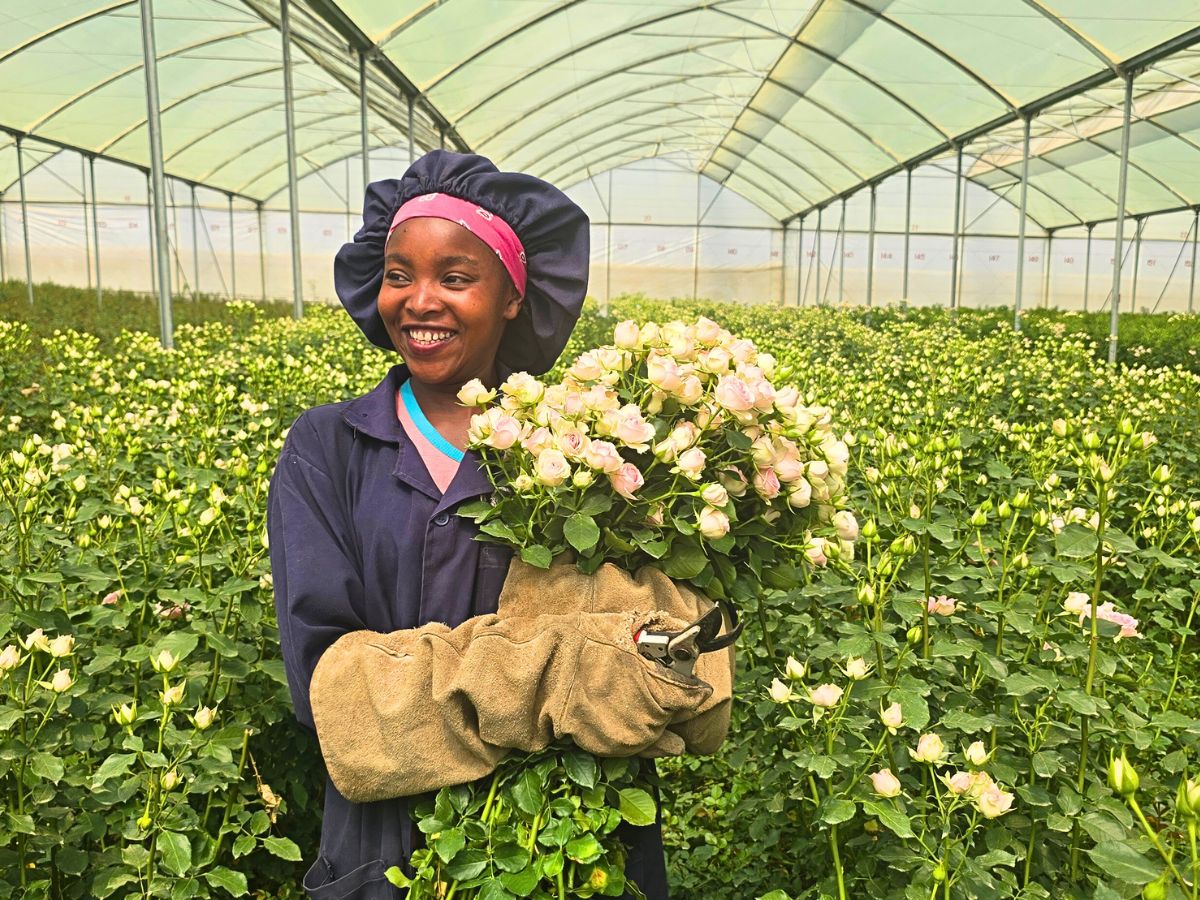 Harvesting of Spray Rose Dinara at Vegpro Gorge Farm World of Spray Roses