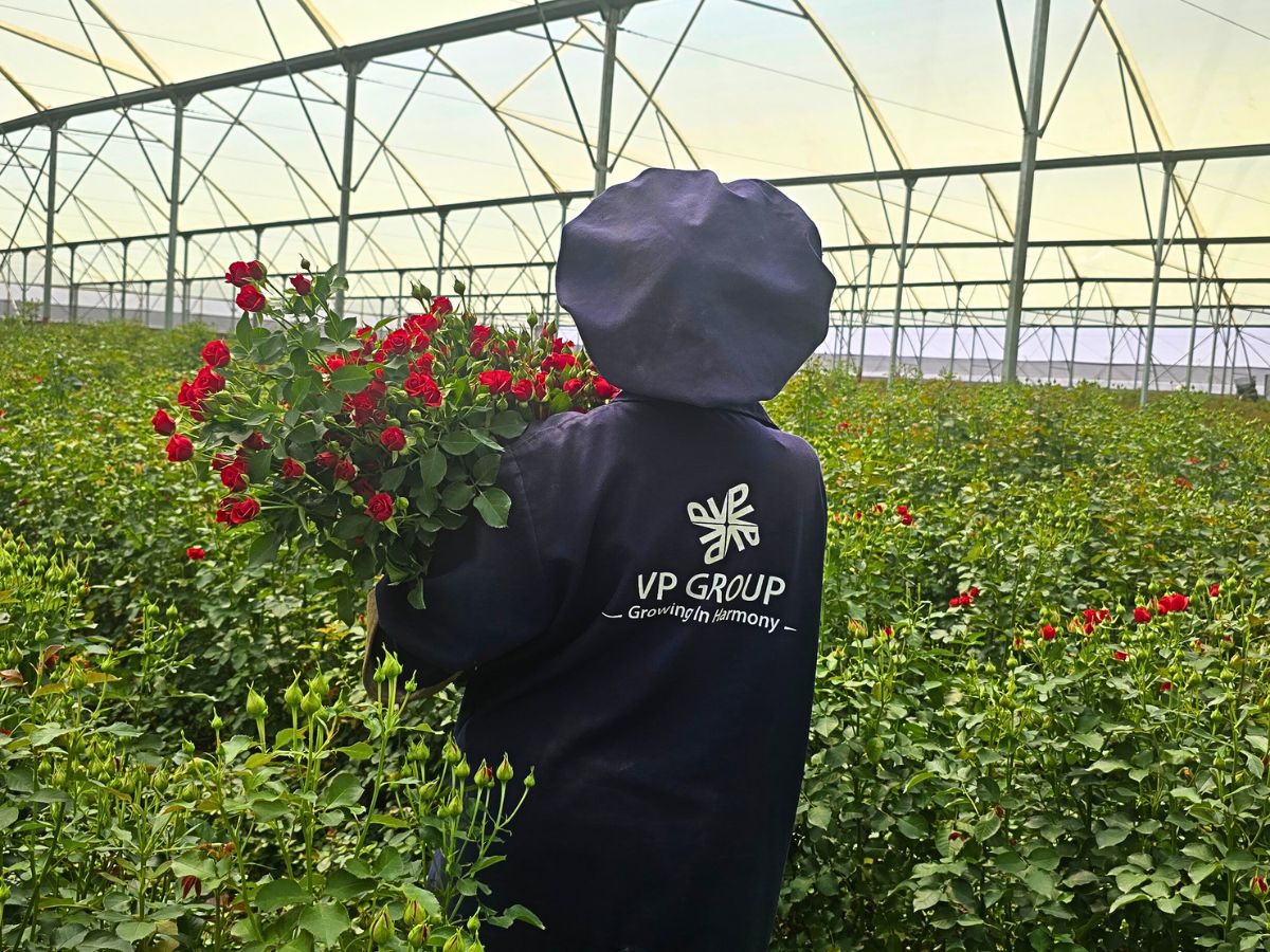 Harvesting of Spray Rose Mirabel at Vegpro Gorge Farm World of Spray Roses