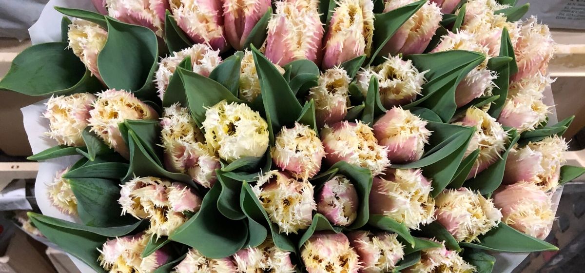 Week 8 Tulipa Hawaii - Cut Flowers - on Thursd for Peter's weekly Menu