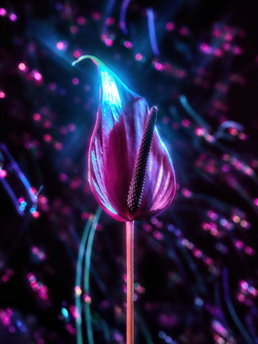 Shiny cosmic anthurium Shiny cosmic anthurium