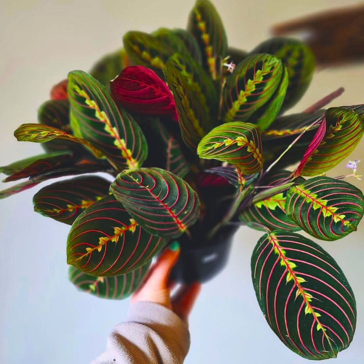 Details of the prayer plant leaves Details of the prayer plant leaves
