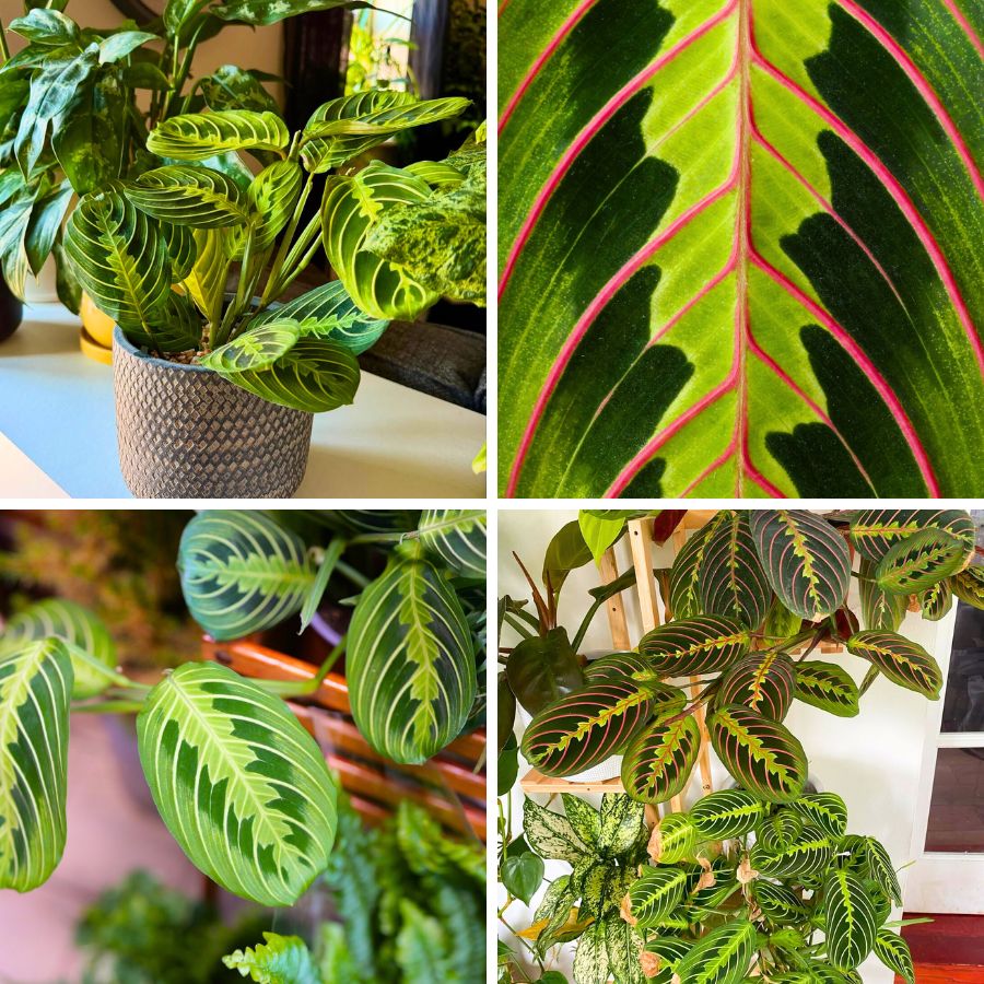 Prayer plant as a houseplant Prayer plant as a houseplant