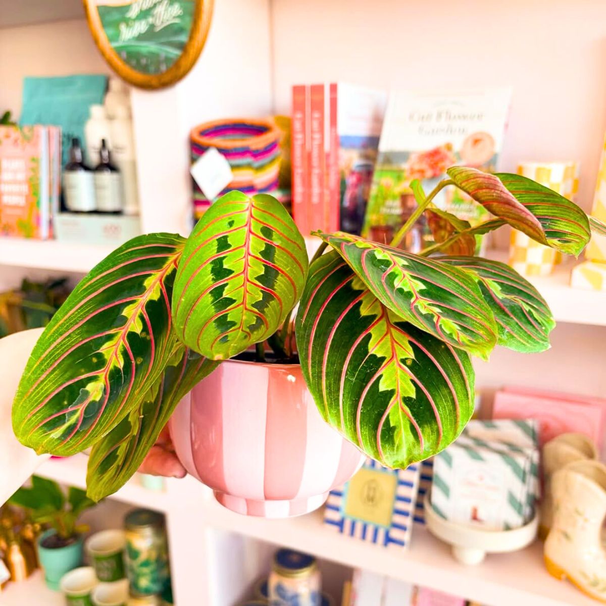 The spectacular leaves of the prayer plant The spectacular leaves of the prayer plant