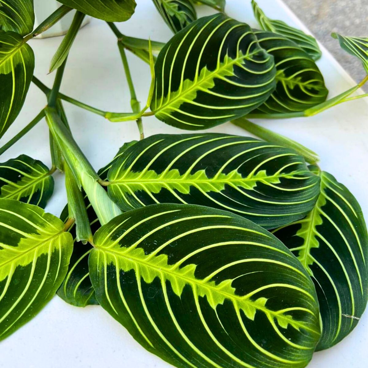 Maranta Lemon Lime prayer plant Maranta Lemon Lime prayer plant
