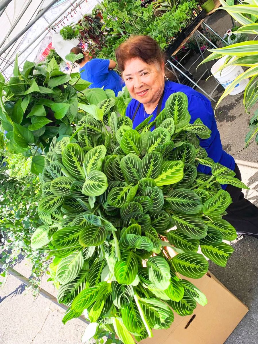 Woman with a huge prayer plant Woman with a huge prayer plant