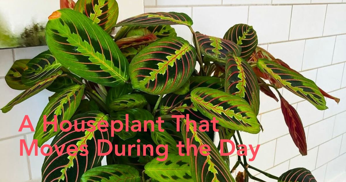prayer plant