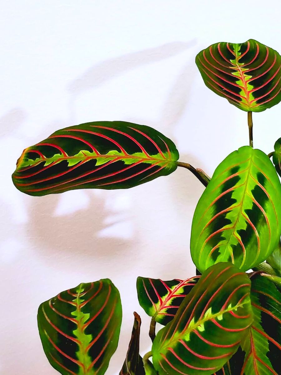 Maranta Leuconeura Erythrophylla Maranta Leuconeura Erythrophylla