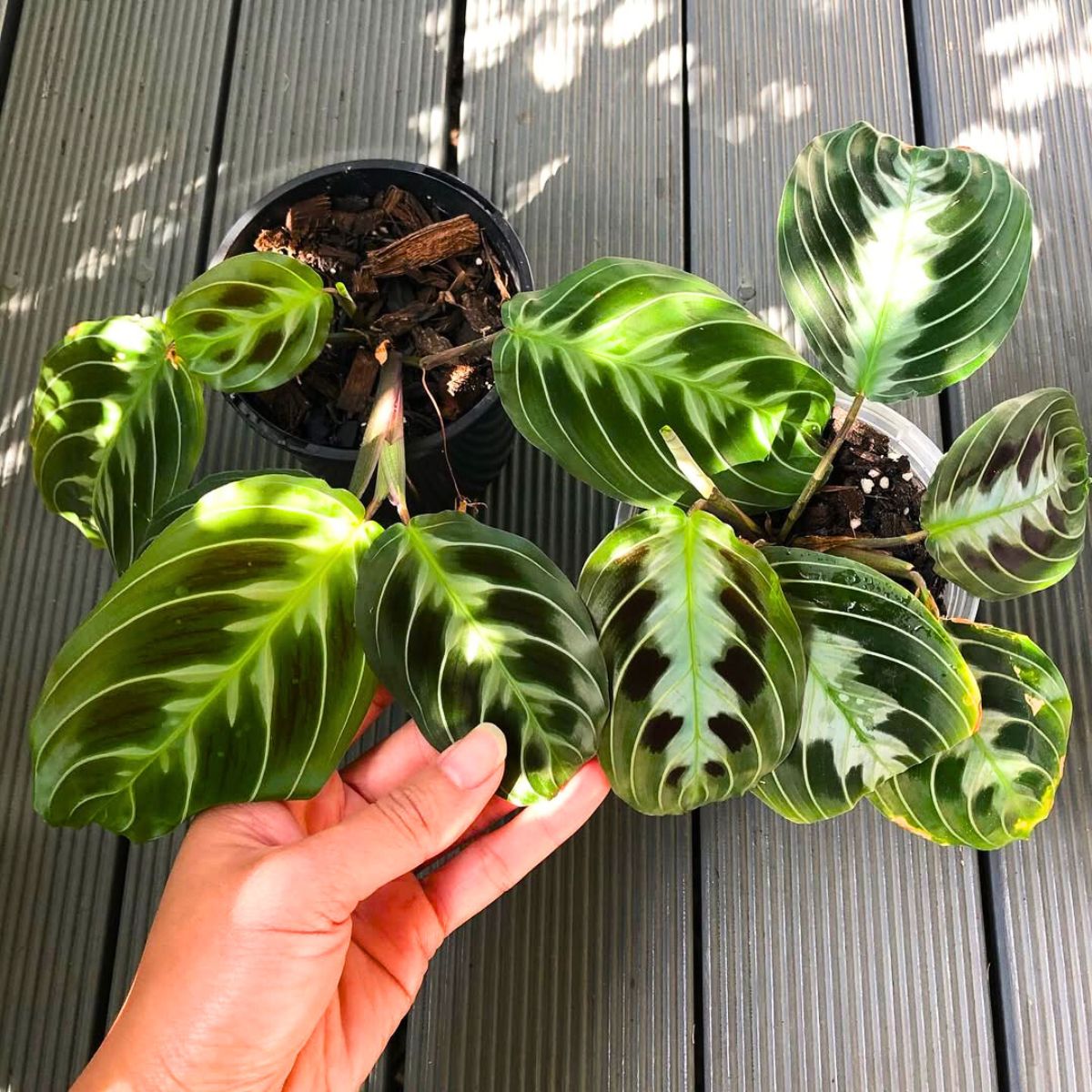 Maranta Leuconeura Massangeana Maranta Leuconeura Massangeana