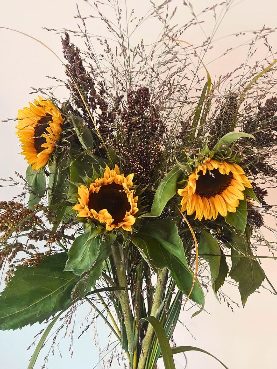 Helianthus Sunrich Orange design Helianthus Sunrich Orange Adds a Radiant Elegance to Designs and Spaces