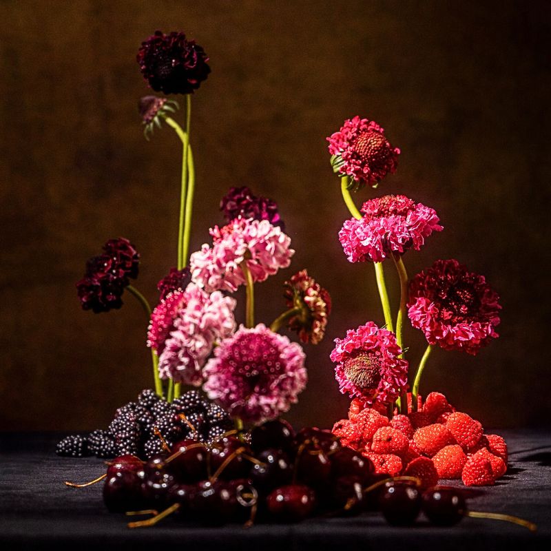 Featured Scabiosa Scoops from Danziger 